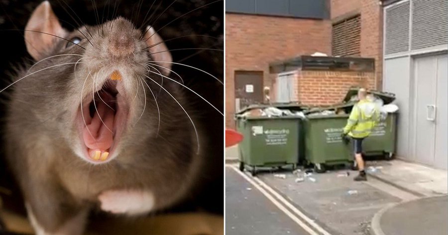 Marea Britanie se confruntă cu o creștere alarmantă a numărului de șobolani