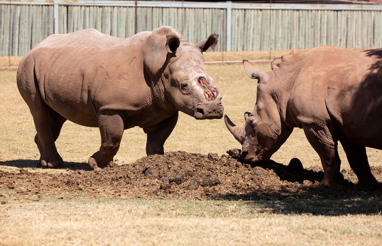 Un rinocer sud-african căruia i-a fost îndepărtat cornul cu brutalitate s-a întors în sălbăticie după 6 ani de recuperare - Imaginea 1