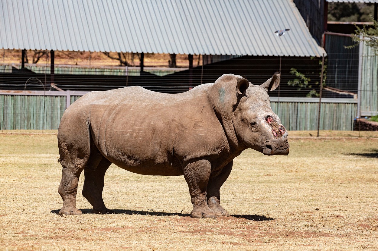 Un rinocer sud-african căruia i-a fost îndepărtat cornul cu brutalitate s-a întors în sălbăticie după 6 ani de recuperare