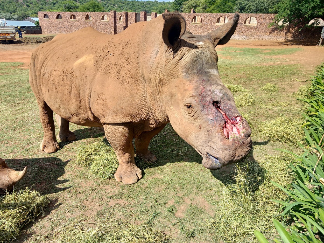 Un rinocer sud-african căruia i-a fost îndepărtat cornul cu brutalitate s-a întors în sălbăticie după 6 ani de recuperare - Imaginea 4