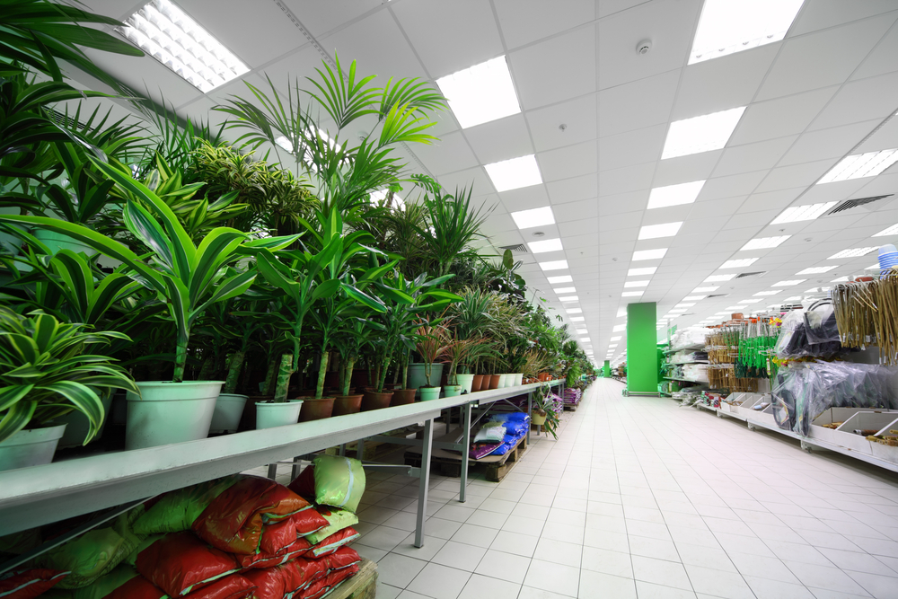 Plantele care la magazin sunt vândute la preț de chilipir, dar pot valora o avere
