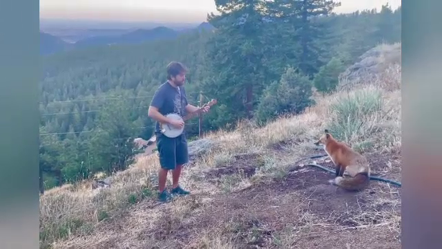 Un muzician din Colorado, rămas fără contracte din cauza pandemiei, a avut un spectator special: o vulpe