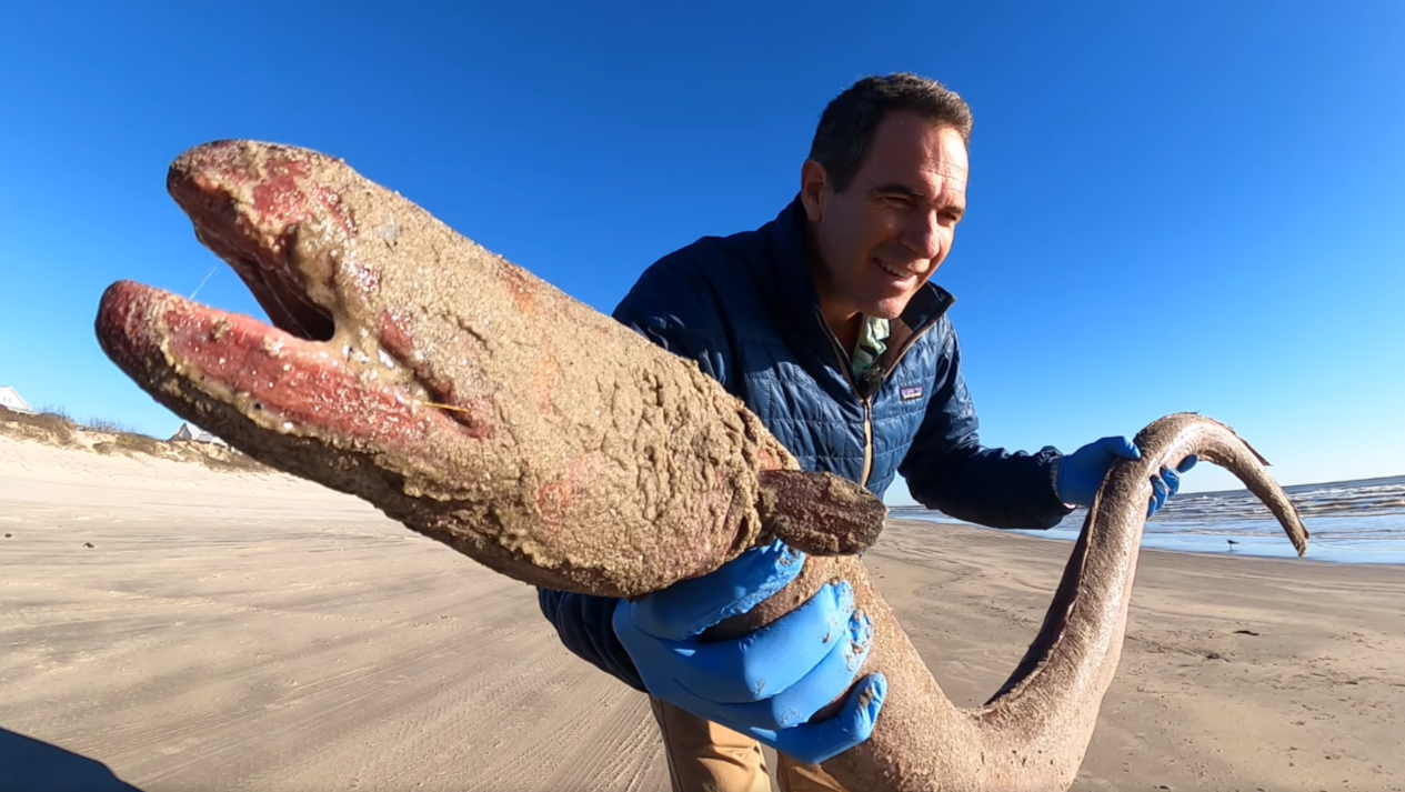 Un cercetător marin a descoperit o creatură ”rară” pe o plajă din Texas. Are peste 1 metru lungime - Imaginea 1