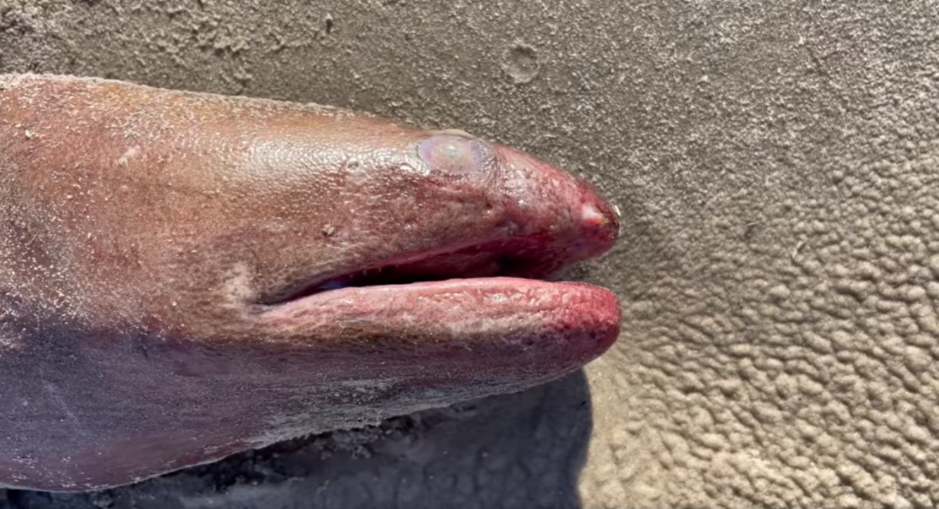 Un cercetător marin a descoperit o creatură ”rară” pe o plajă din Texas. Are peste 1 metru lungime - Imaginea 2