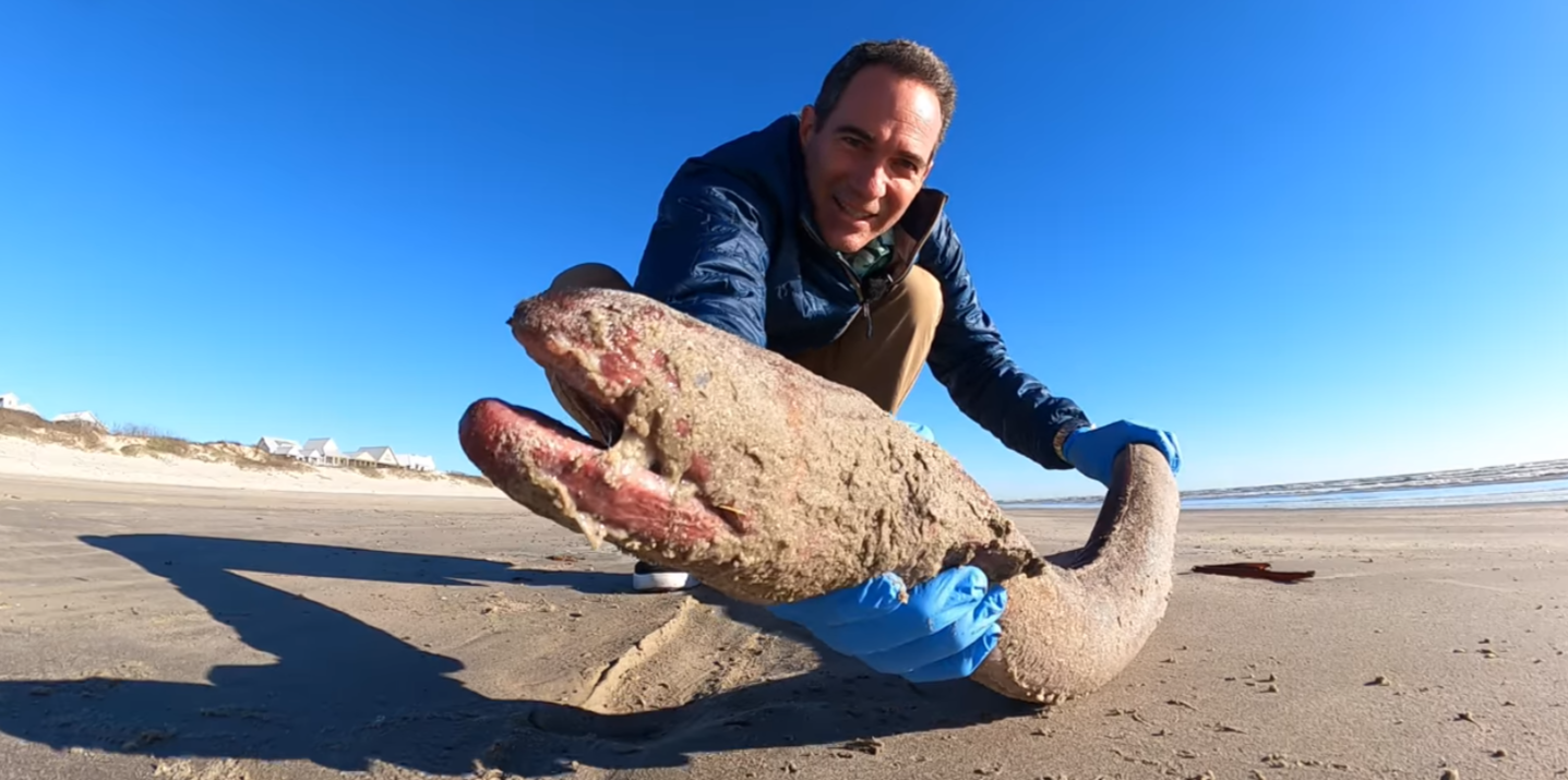 Un cercetător marin a descoperit o creatură ”rară” pe o plajă din Texas. Are peste 1 metru lungime - Imaginea 3