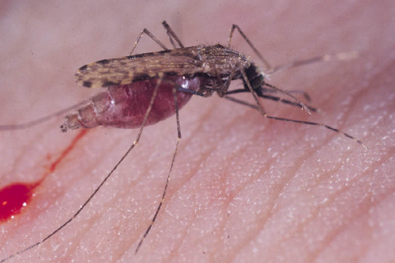 Studiu. Malaria ar putea fi redusă cu 70%. Soluția găsită de cercetători