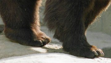 Ursoaica americana adusa in Rezervatia de la Zarnesti