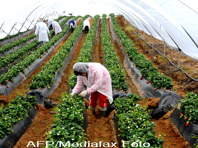 Căpșunarii români refuză să mai lucreze în Italia. Țările în care sunt plătiți cel mai bine