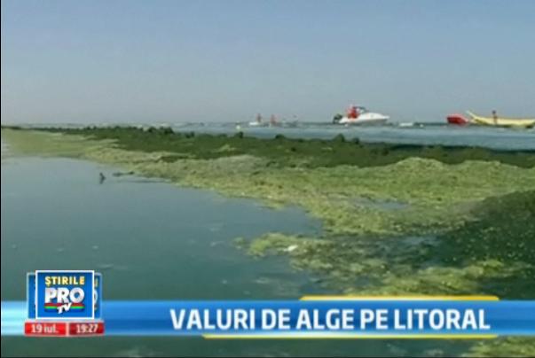 Marea Neagra e verde. Mii de tone de alge le distrug vacanta turistilor