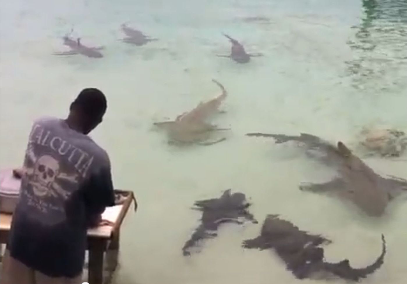 Doi parinti si-au pus fiica sa inoate alaturi de rechini. 