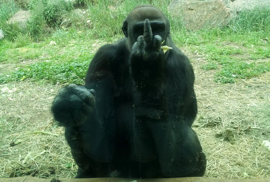 Cum reactioneaza o gorila de la zoo cand vrei s-o pozezi. Gestul obscen facut in fata camerei