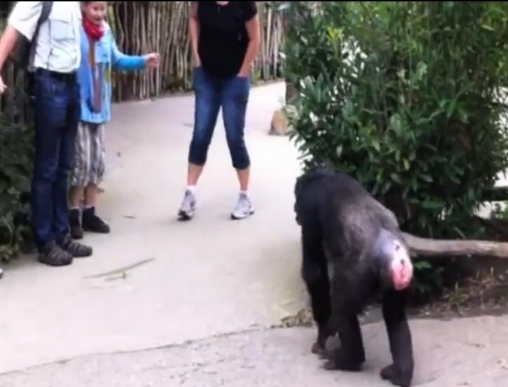 VIDEO.Gestul incredibil al unui cimpanzeu, imediat ce a reusit sa “evadeze” din tarcul sau de la zoo