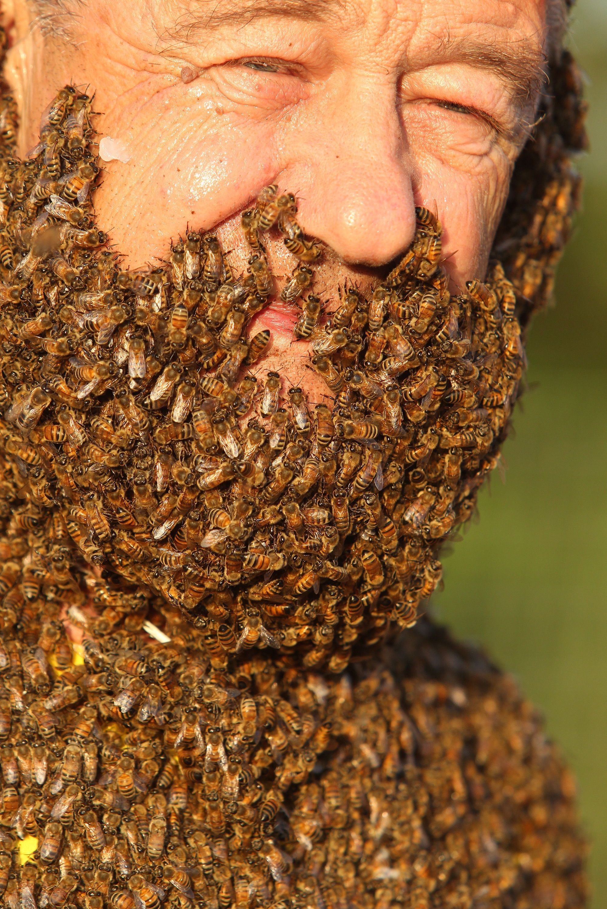 Concursul interzis celor slabi de inima. Ce s-a intamplat cu acest barbat dupa ce s-a lasat acoperit de sute de mii de albine - Imaginea 4