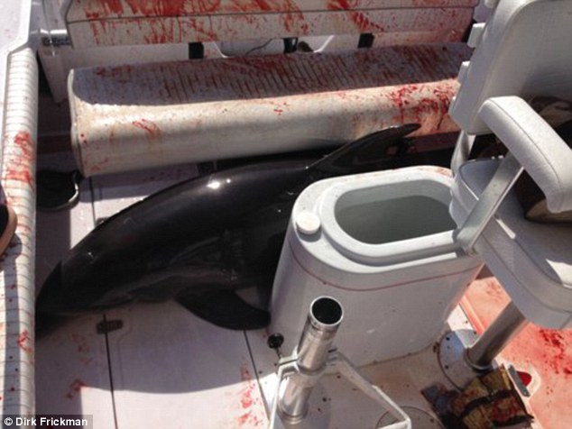 Un delfin a transformat barca unei familii din California intr-o baie de sange, dupa ce a sarit si i-a rupt picioarele femeii