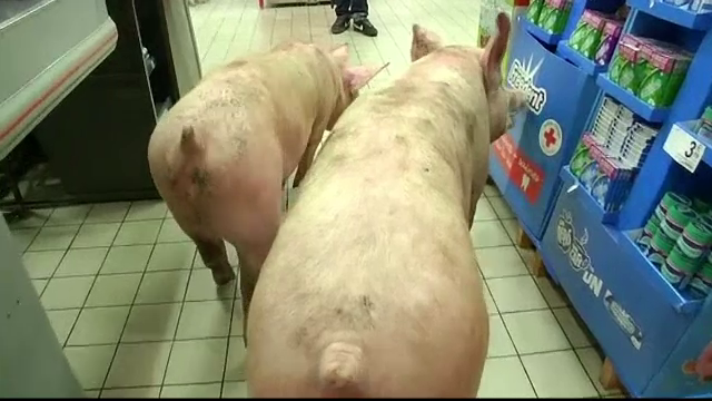 Protest inedit in supermarket. Crescatorii de animale din Franta si-au scos porcii la plimbare printre rafturile magazinului