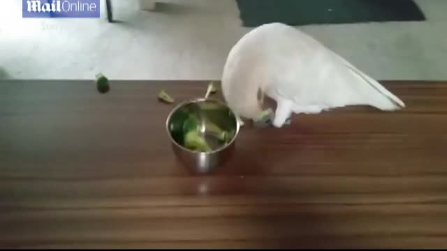 Reactia nervoasa a unui papagal in momentul in care stapana ii ofera la masa brocoli
