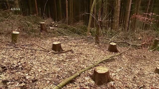 Soluție pentru prevenirea tăierilor ilegale de lemn: camere video montate pe drumurile forestiere