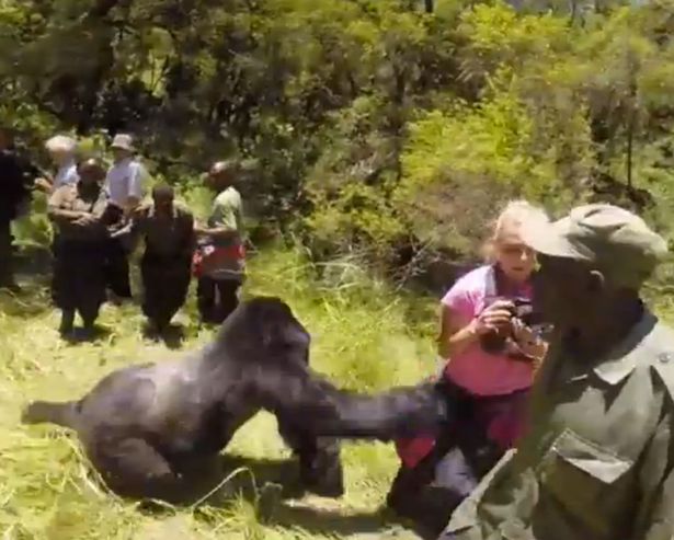 A mers cu sotul intr-un safari in luna de miere, dar a trait un soc. Ce s-a intamplat cand s-au intalnit cu o gorila. VIDEO