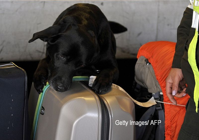 Sase caini-politisti au fost dresati sa gaseasca droguri, dar au descoperit branza si carnati. Suma uriasa platita pentru ei