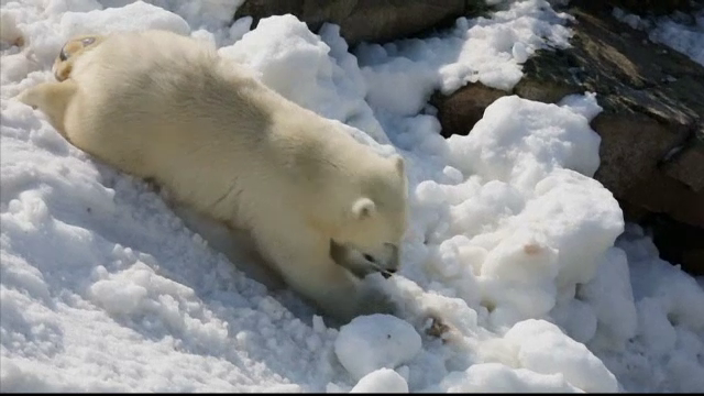 Ursii polari de la gradina zoologica din Laponia au avut parte de joaca in zapada. Surpriza pregatite pentru animale