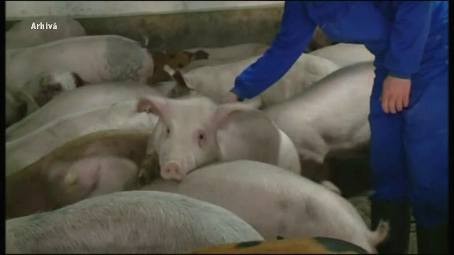 Pesta porcină africană afectează sudul și estul României. Zeci de focare descoperite