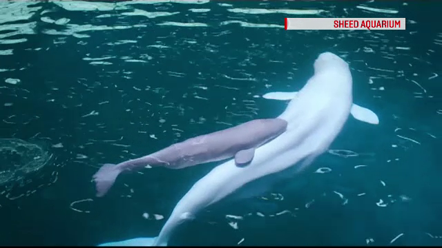 Un pui de delfin alb de doar 3 zile este noua vedetă a unui acvariu din Chicago