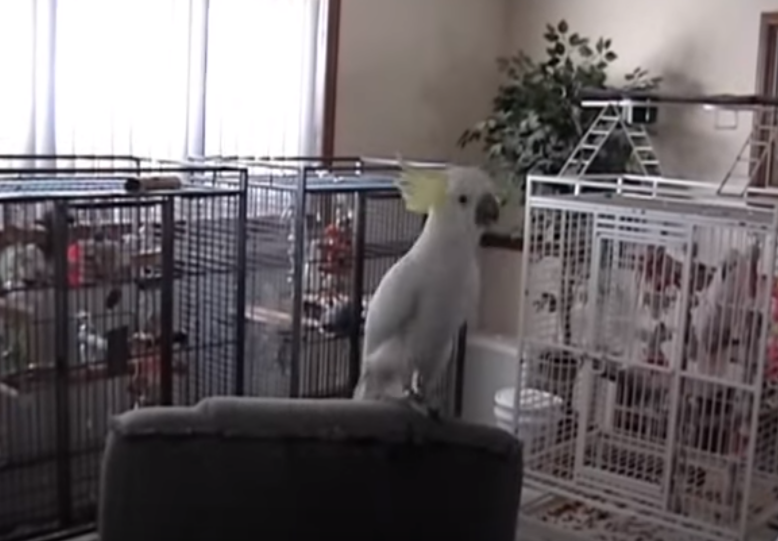Un papagal a uimit oamenii de știință. Pasărea dansează pe melodii Queen sau Cindy Lauper