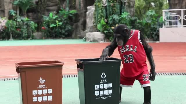 Un cimpanzeu dă lecții multor oameni. Bobo a învățat să recicleze gunoiul