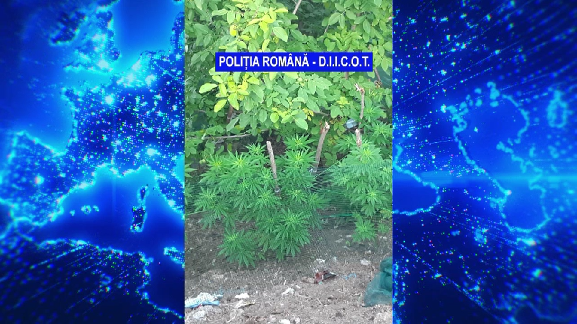 Plante de mac şi cânepă, cultivate în curte de doi bărbaţi din Chişinău// VIDEO