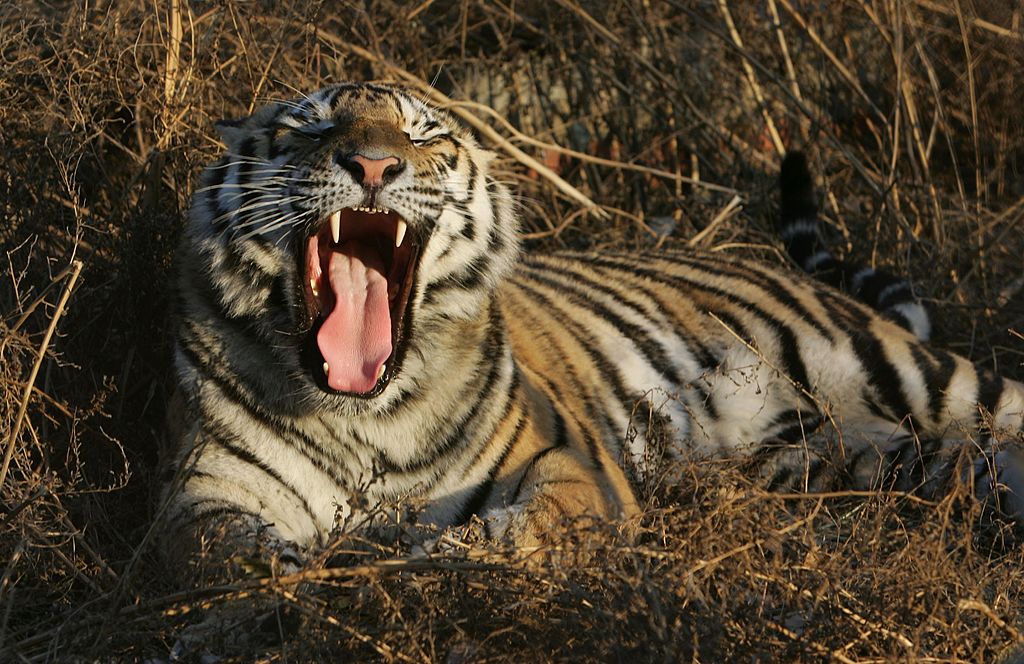 Un tigru cu Covid-19, eutanasiat la o grădină zoologică din Suedia