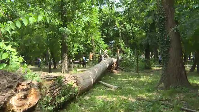 Arbori seculari, căzuți în parcul central din Târgu Jiu, unde se află și operele lui Brâncuși