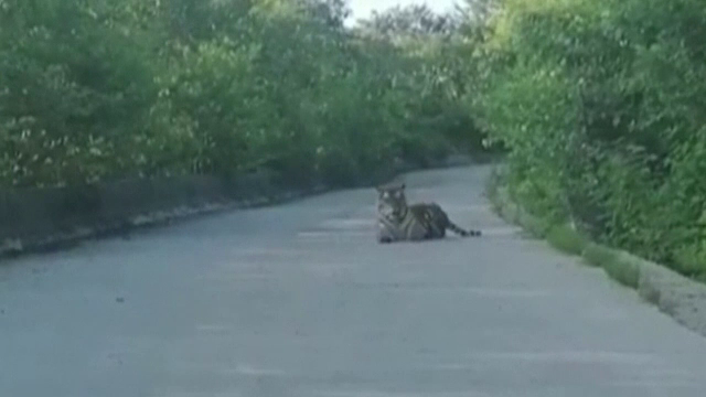 VIDEO. Momentul în care un tigru siberian se întinde pe o stradă, filmat de un taximetrist