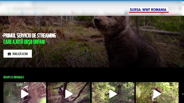 Ursuleții orfani, vedetele unei platforme video. Cum pot fi salvați cu ajutorul acesteia