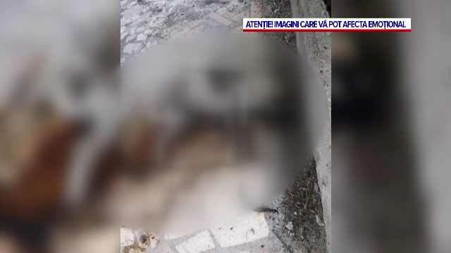 Imagini șocante în stațiunea Lacu Sărat. Mai mulți câini au fost găsiți morți în parcul care împrejmuiește zona de promenadă