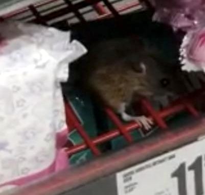 Șoarece care mânca ciocolată, pe rafturile unui hypermarket din Cluj-Napoca. Reacția retailerului | VIDEO