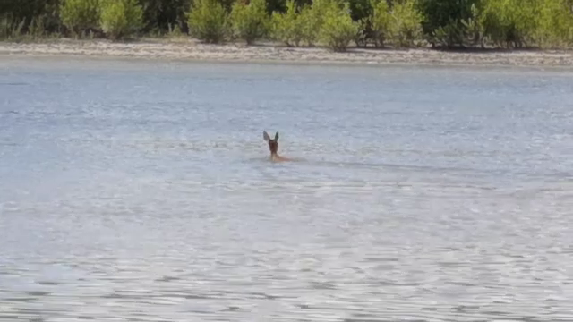 Căprioară filmată la Galați în timp ce traversa Dunărea înot