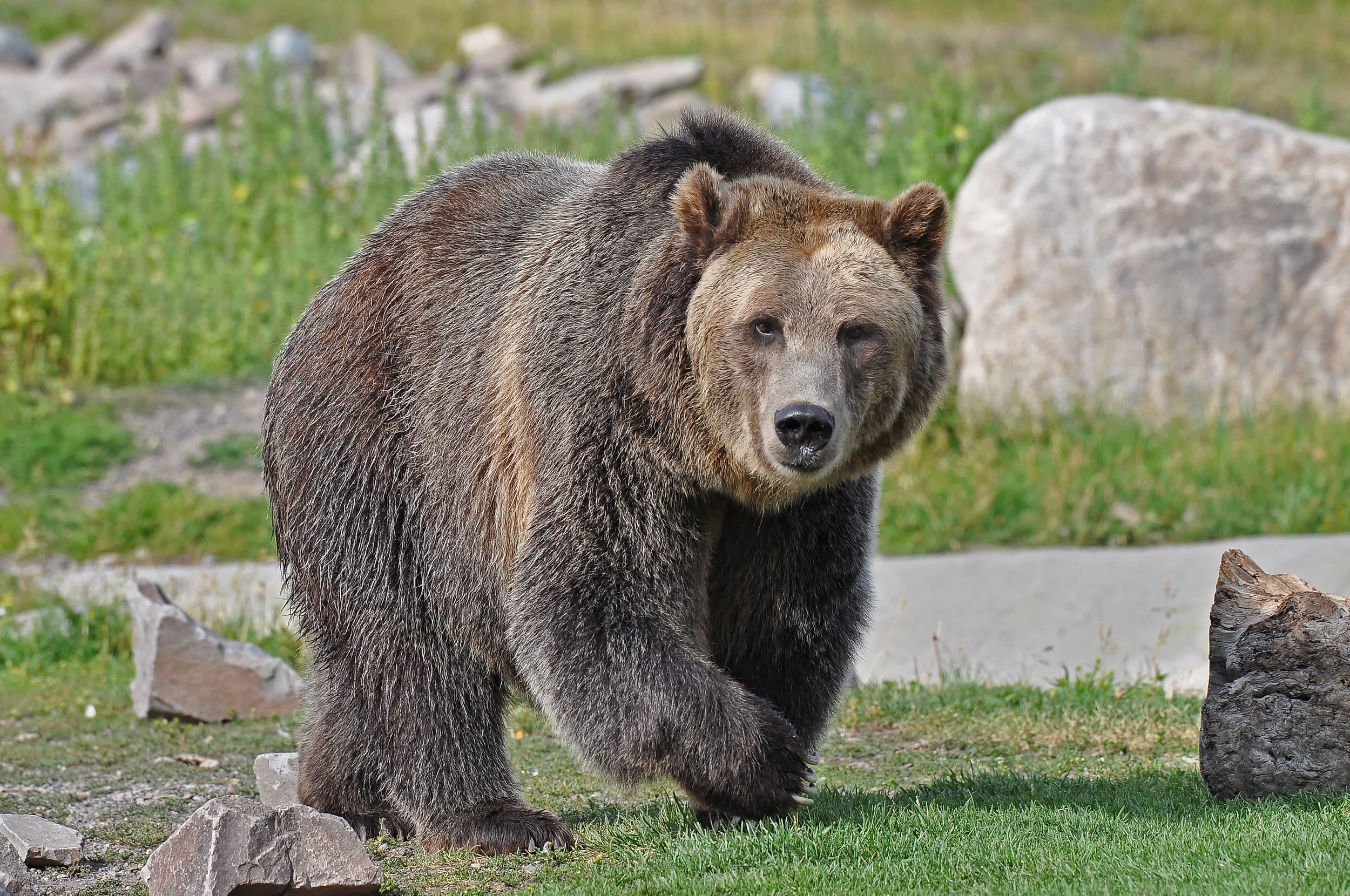 O femeie din SUA a fost ucisă de un urs grizzly într-un camping
