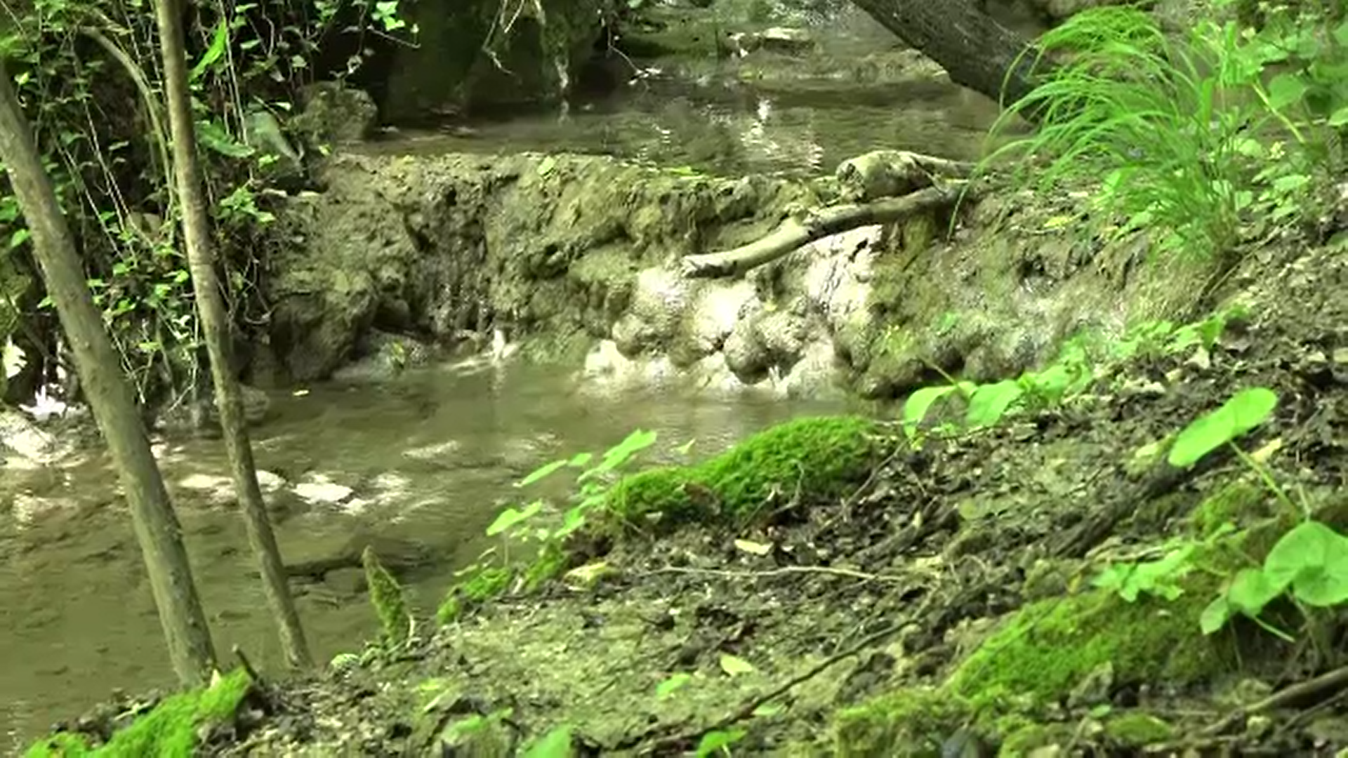Un izvor a cărui apă calcaroasă transformă totul în piatră a fost descoperit într-o pădure din Bihor