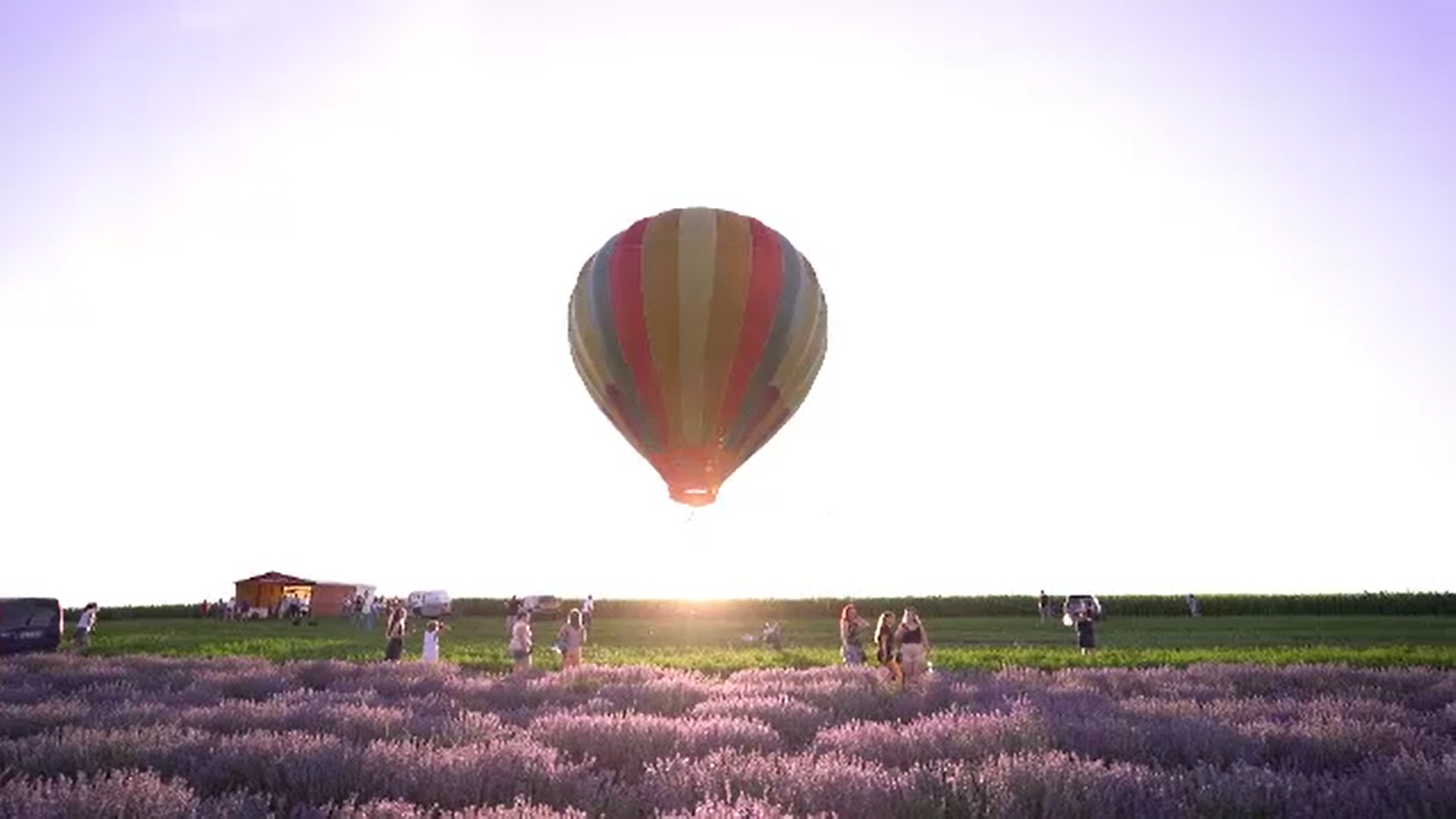 Pe un lan de lavandă din Mureș turiștii pot admira peisajul din balonul cu aer cald