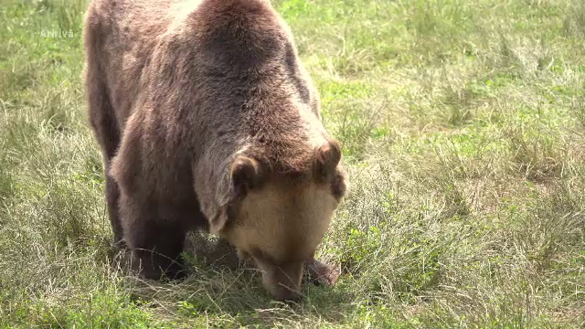 Încă un bărbat a fost ucis de un urs. Trupul său a fost găsit cu drona