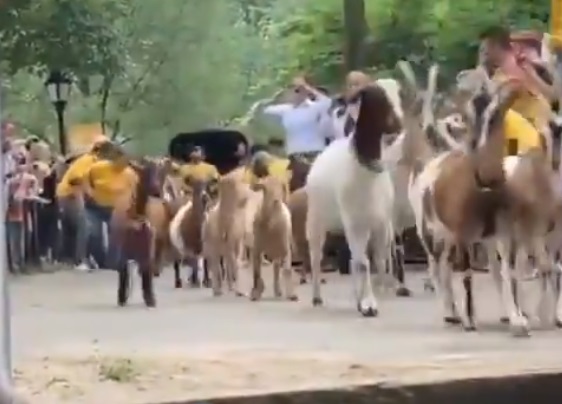 Motivul pentru care mai multe capre vor sta toată vara într-un parc din New York. VIDEO