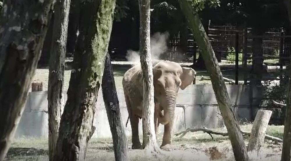 Animalele de la Grădina Zoologică din Târgu Mureș beneficiază de atenție sporită. Cum sunt ferite de temperaturile ridicate