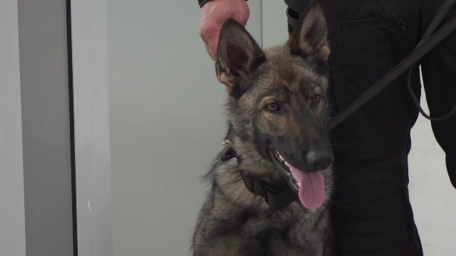 Primul pacient din România care a fost depistat cu COVID-19 cu ajutorul unui câine poliţist