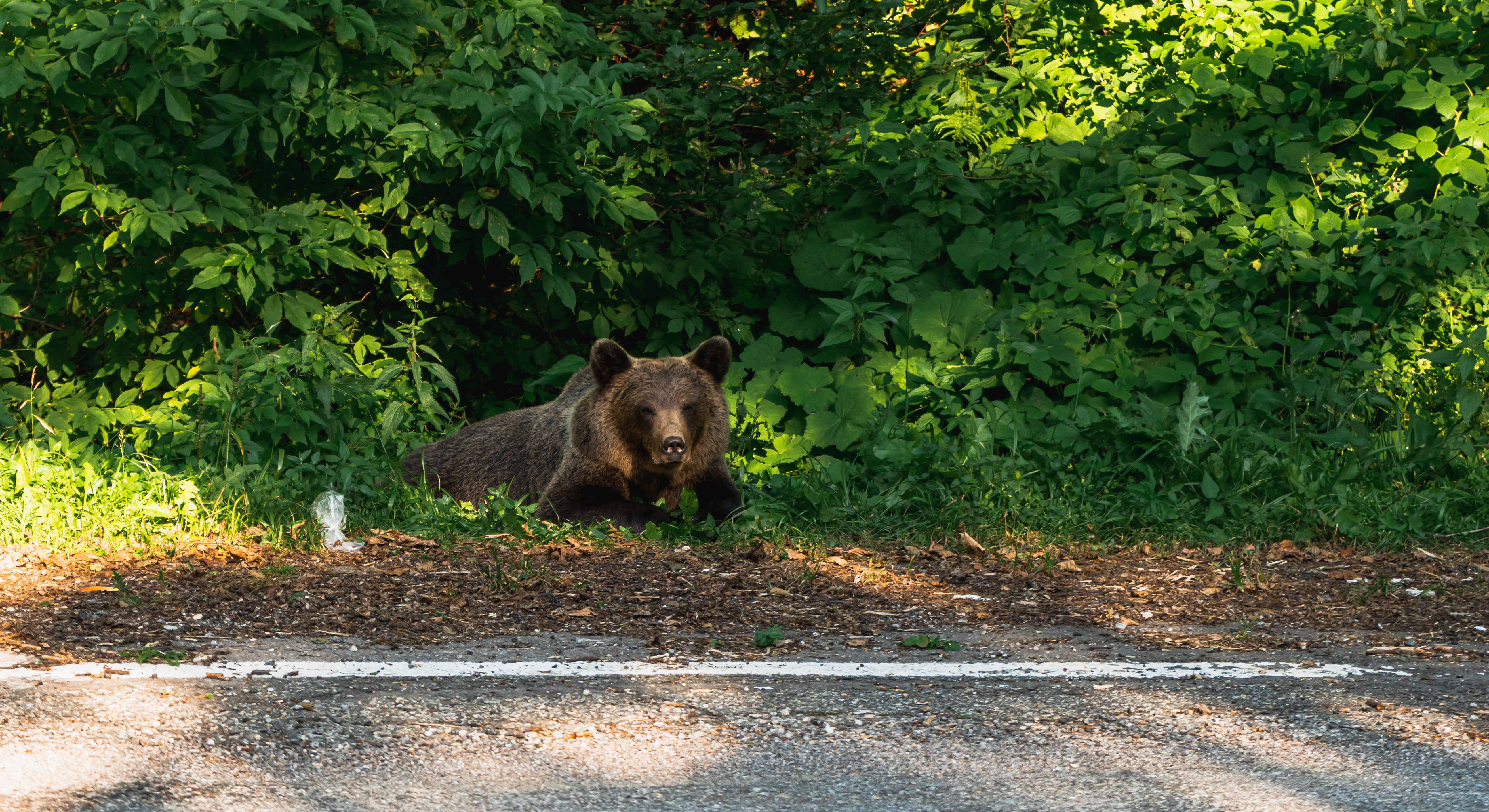 Turistă amendată pentru că îi dădea de mâncare unui urs, pe Transfăgărășan