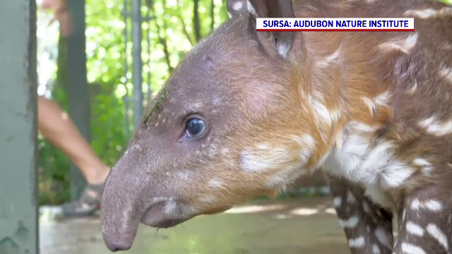Un pui de tapir este noua vedetă a unui zoo din SUA. De ce este atât de special