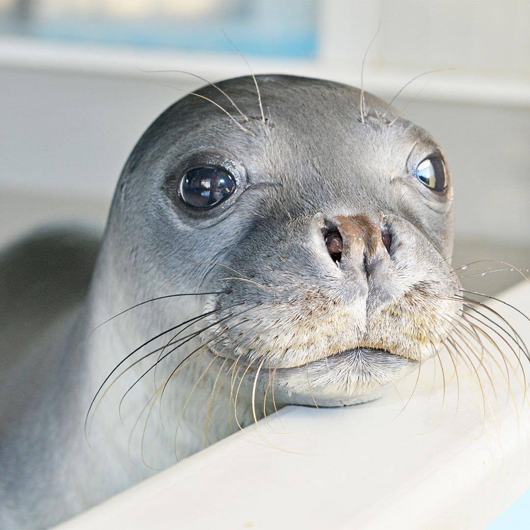 Indignare după ce foca-mascotă Kostis a fost ucisă cu harponul în Grecia. „Răutatea şi prostia umană nu au limite”
