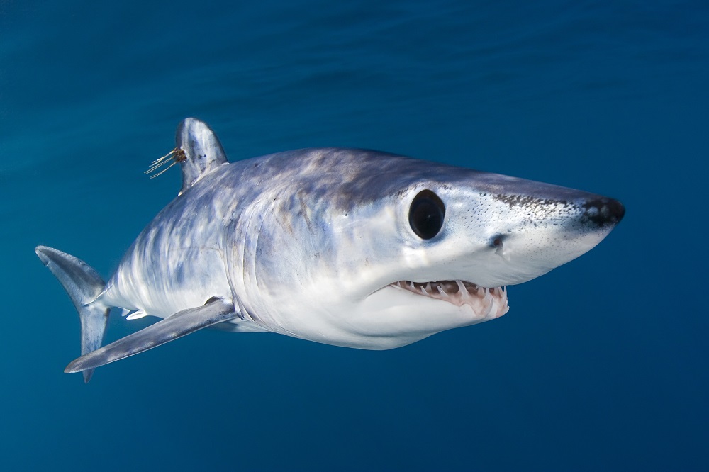 Românca ucisă în Egipt nu a avut nicio șansă în fața rechinului Mako. Acesta își atacă prada cu o viteză foarte mare | FOTO - Imaginea 1
