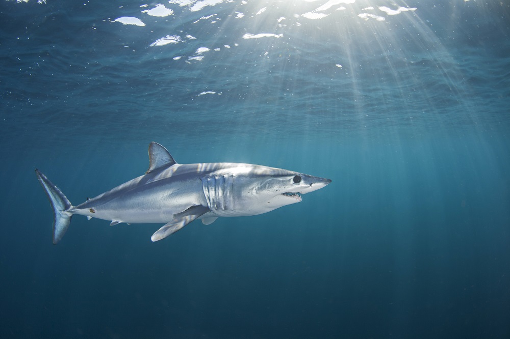 Românca ucisă în Egipt nu a avut nicio șansă în fața rechinului Mako. Acesta își atacă prada cu o viteză foarte mare | FOTO - Imaginea 2