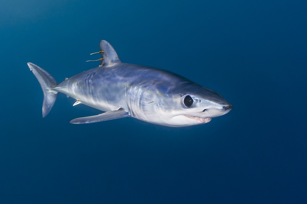 Românca ucisă în Egipt nu a avut nicio șansă în fața rechinului Mako. Acesta își atacă prada cu o viteză foarte mare | FOTO - Imaginea 3