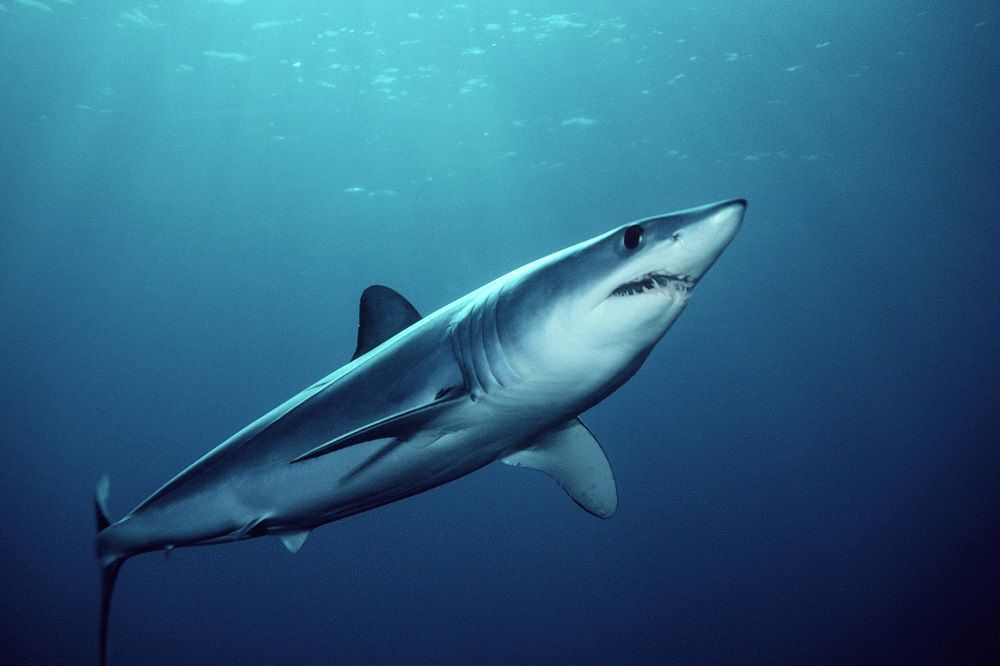 Românca ucisă în Egipt nu a avut nicio șansă în fața rechinului Mako. Acesta își atacă prada cu o viteză foarte mare | FOTO - Imaginea 4
